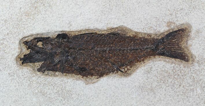 Large Knightia Fossil Fish - inch Layer #45311